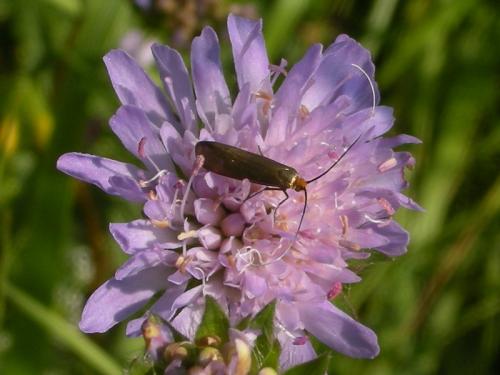 Nemophora metallica
